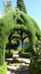 Cypress trees in the shape of an arch.
