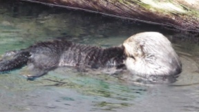 ...by otters, who are in captivity.